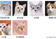 宠物猫的种类,了解不同猫种的外貌、性格与养护要点