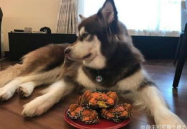 博狗在线娱乐,畅享云端娱乐新体验